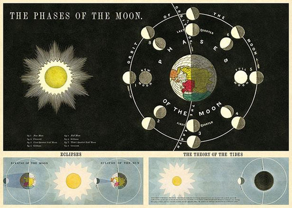 Cavallini Poster - Phases Of The Moon