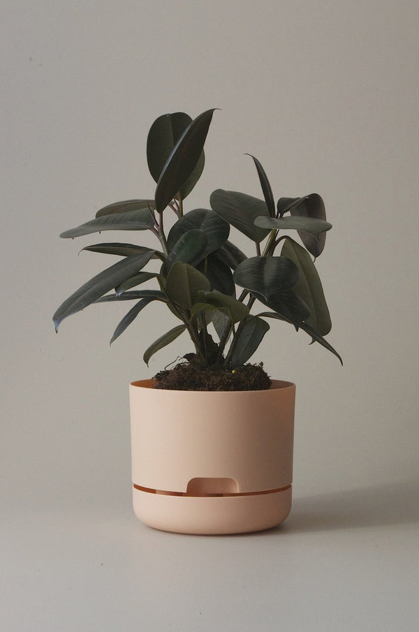 Mr Kitly Self Watering Plant Pot Pale Apricot 170mm