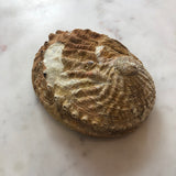 Abalone Shell Small